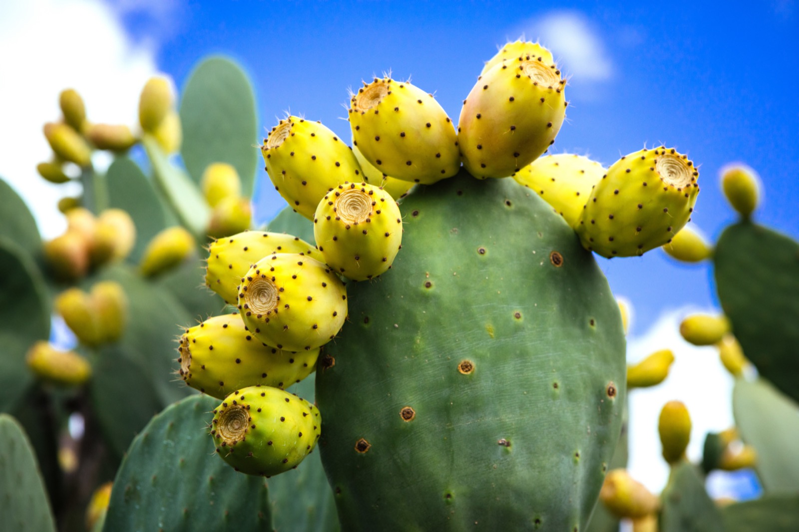 Prickly pear yellow fruit with blue sky
